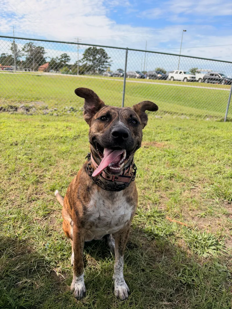 A young large-sized female Catahoula Leopard Dog dog named Lolli Lobster for adoption in Havelock, NC