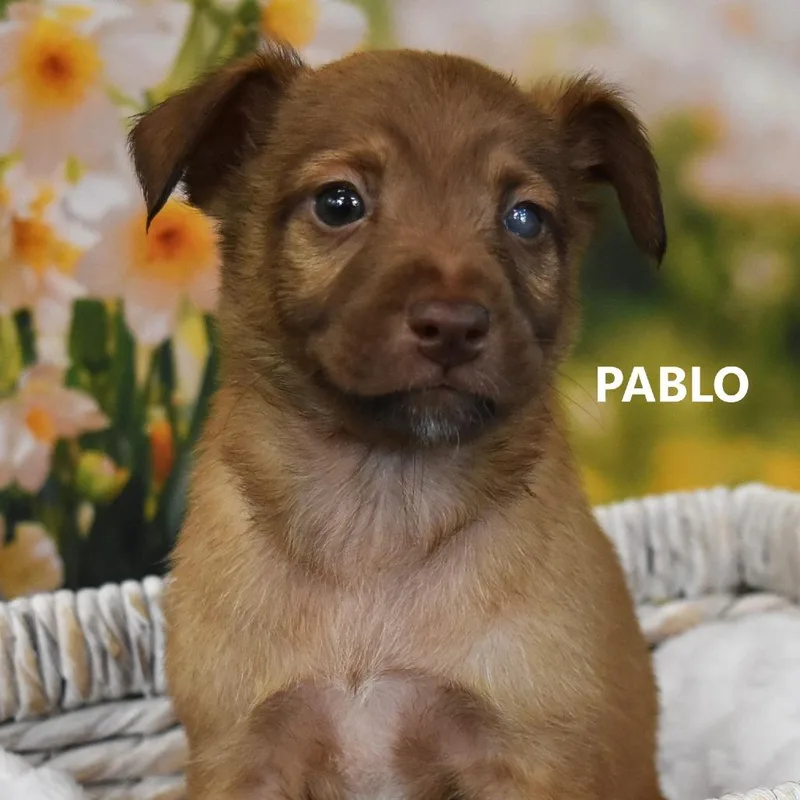 A baby medium-sized male Yellow / Tan / Blond / Fawn Mixed Breed dog named Pablo for adoption in Tempe, AZ