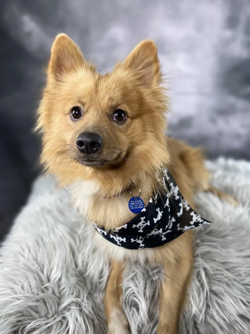 A young small-sized male Pomeranian dog named Phoenix for adoption in Garland, TX