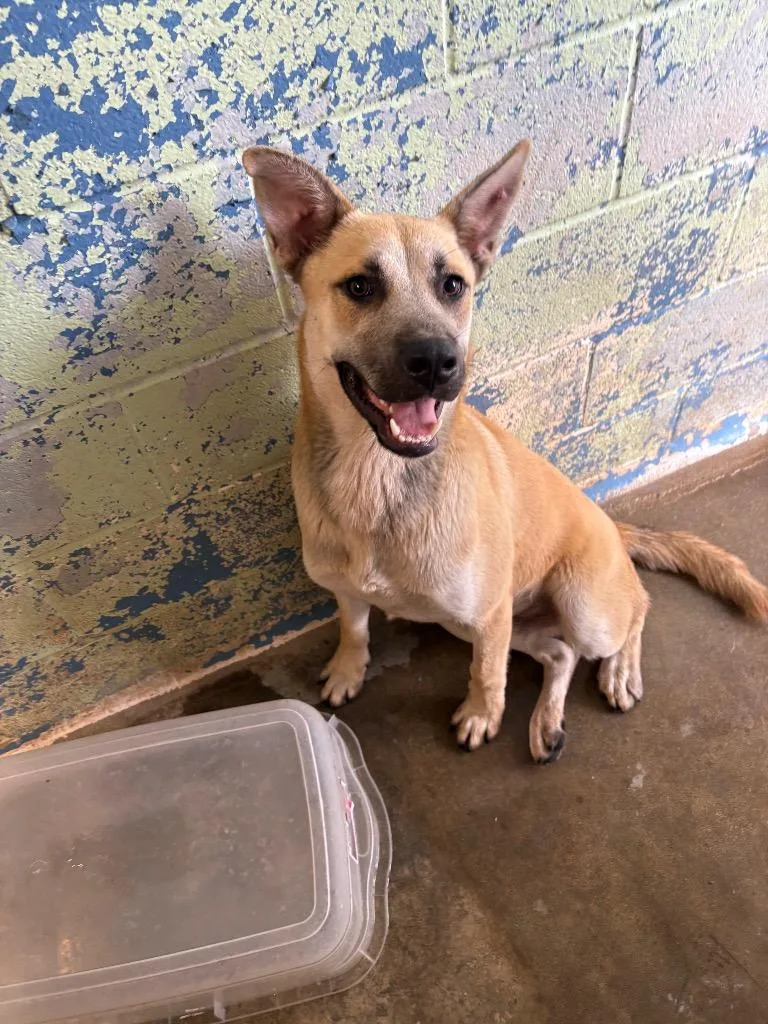 A young large-sized male Black Mouth Cur dog named Stroh for adoption in Lockhart, TX