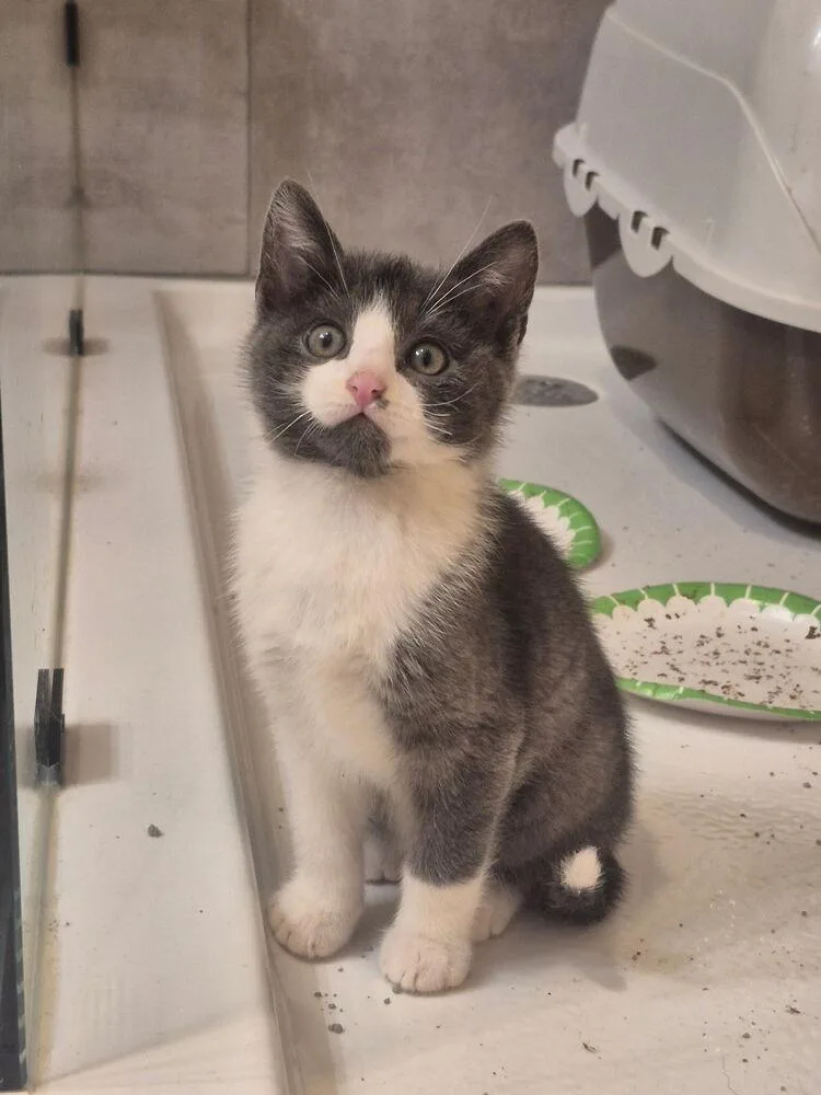 A baby medium-sized male Domestic Short Hair cat named Rocky for adoption in Ferndale, MI