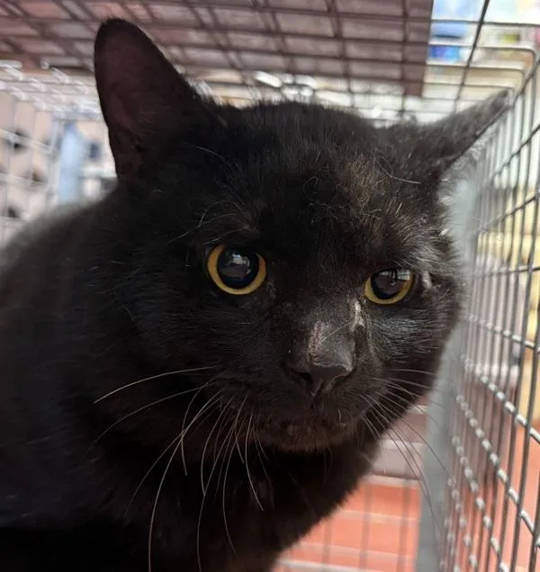 An adult small-sized male Domestic Short Hair cat named Rattlesnake for adoption in Salisbury, MD
