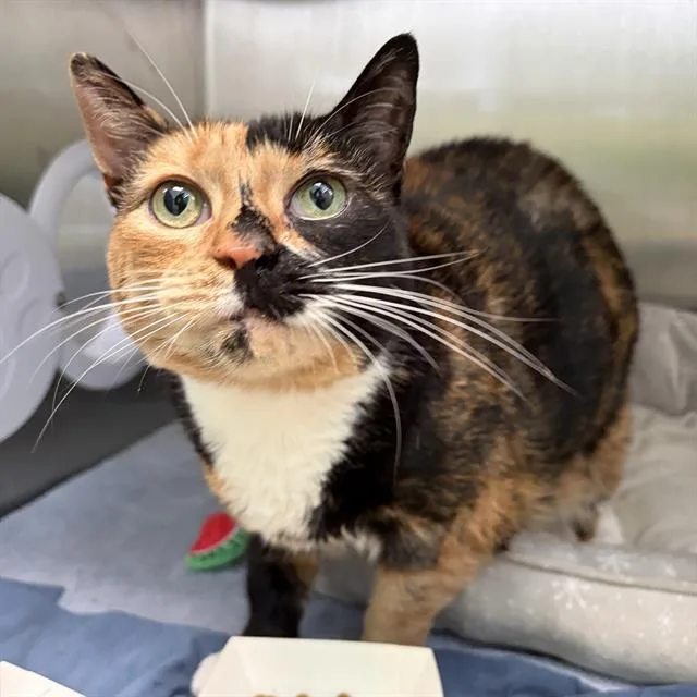 A senior small-sized female Domestic Short Hair cat named Honey for adoption in Centerville, MA