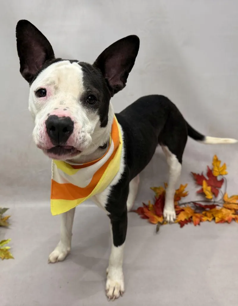 A young medium-sized female Black Terrier dog named Clarice for adoption in Sanford, FL