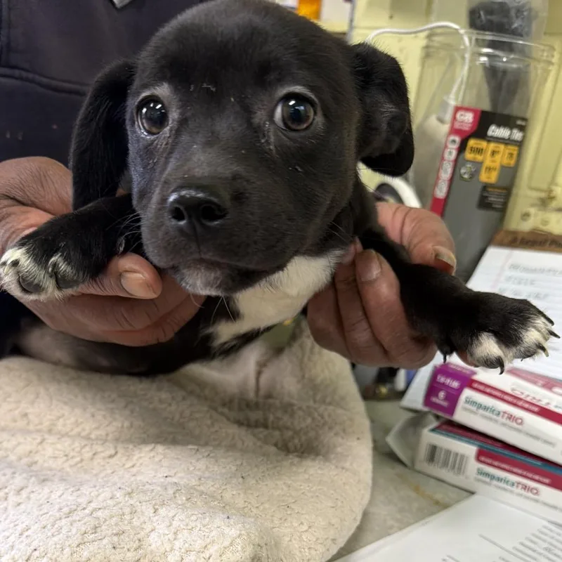 A baby small-sized female Black Labrador Retriever dog named Mya for adoption in Valparaiso, IN