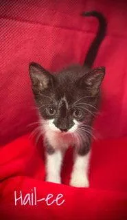 A baby medium-sized female Black & White / Tuxedo Domestic Short Hair cat named Hailee for adoption in Pleasanton, TX