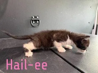 Hailee thumbnail 2