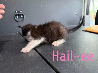 Hailee thumbnail 3