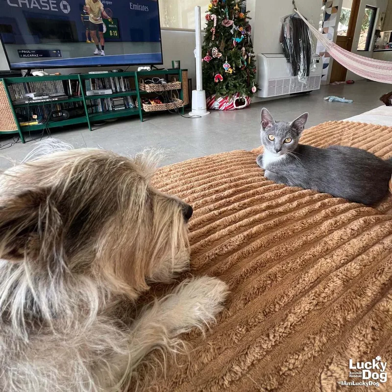A baby medium-sized male Gray / Blue / Silver Domestic Short Hair cat named Xenon for adoption in Washington, DC
