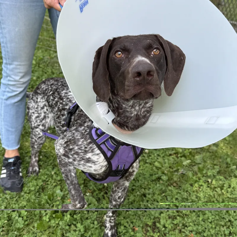A young medium-sized female Brown / Chocolate German Shorthaired Pointer dog named Oaklyn for adoption in Phoenixville, PA
