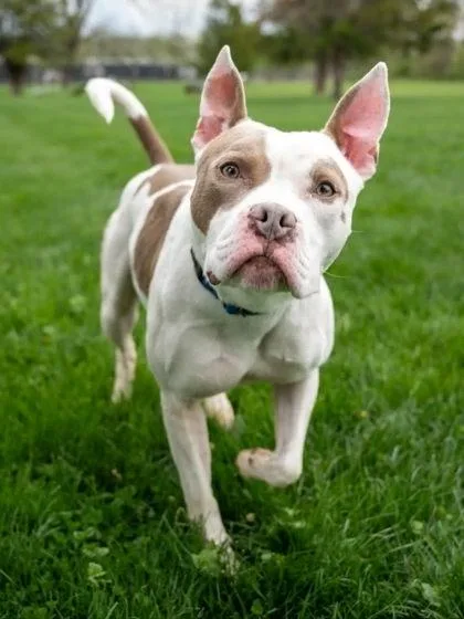An adult large-sized male Mixed Breed dog named Dimitri for adoption in West Chester, PA