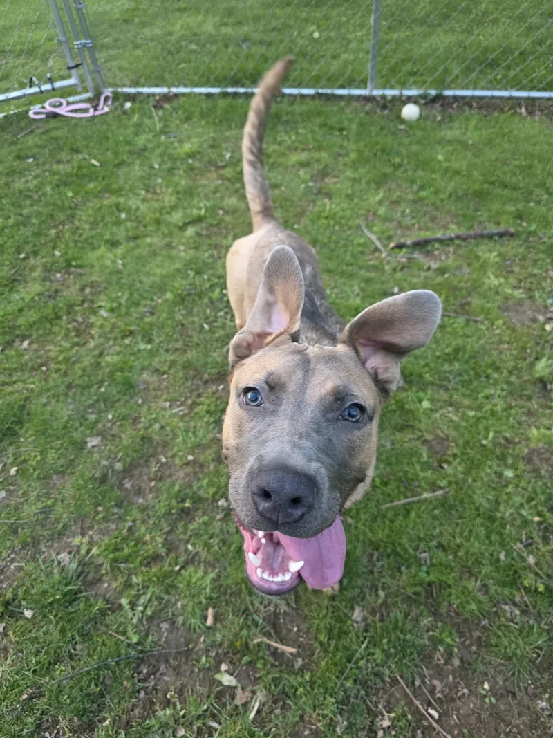 A baby large-sized female Yellow / Tan / Blond / Fawn Cane Corso dog named Nola for adoption in Greensburg, PA