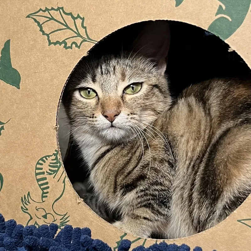 A baby small-sized male Brown / Chocolate Domestic Short Hair cat named Maui for adoption in Palm Springs, CA
