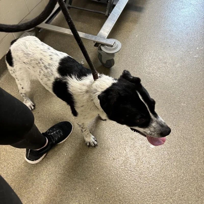 An adult medium-sized female Australian Cattle Dog / Blue Heeler dog named Penny for adoption in Council Bluffs, IA
