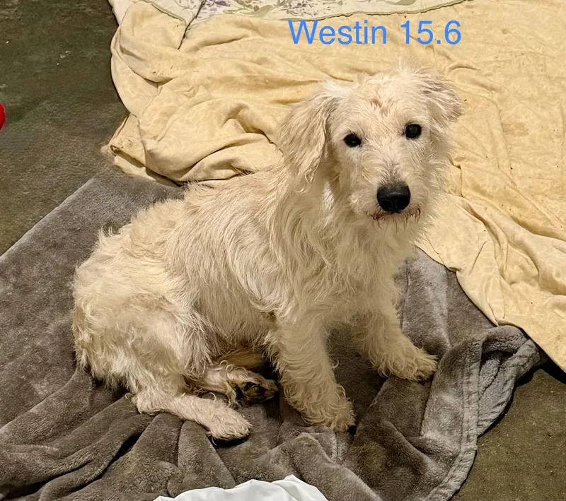 Westin