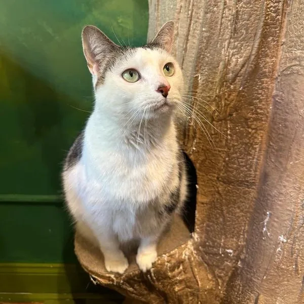 A senior medium-sized female Tabby (Brown / Chocolate) Domestic Short Hair cat named Big Girl for adoption in Athens, GA