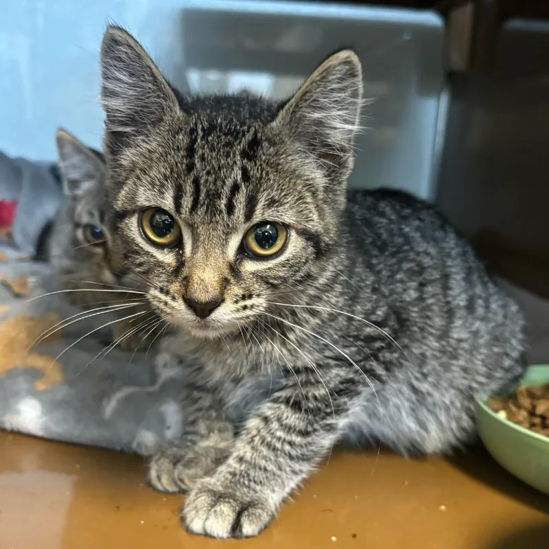 A baby small-sized male Brown / Chocolate Domestic Short Hair cat named Rory for adoption in Point Richmond, CA