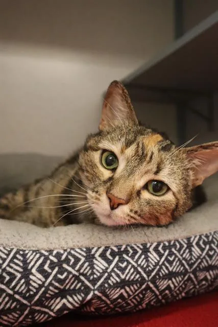 A senior small-sized female Domestic Short Hair cat named Muriel for adoption in Aliquippa, PA