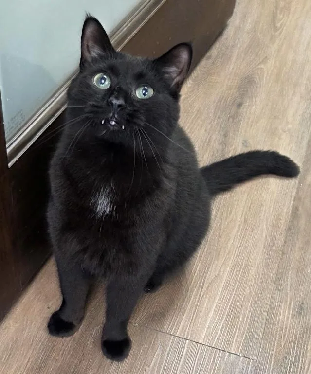 An adult medium-sized male Black Domestic Short Hair cat named Grizz for adoption in Grosse Ile, MI