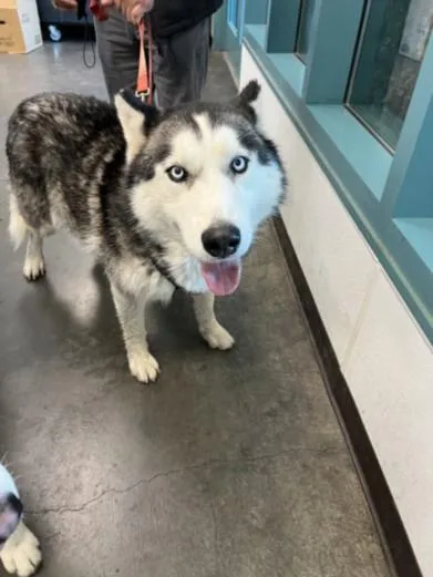 An adult large-sized male Siberian Husky dog named Chopper for adoption in Chatsworth, CA