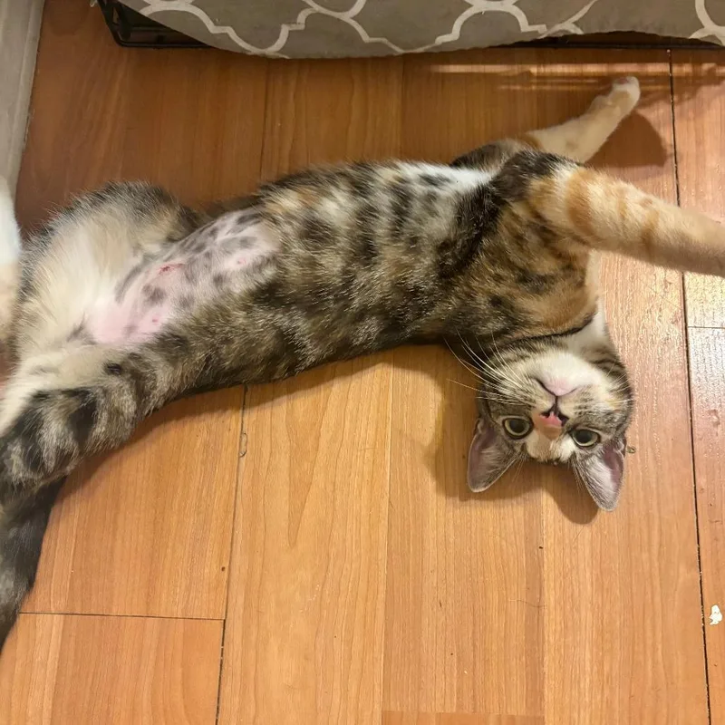 A young small-sized female Torbie Domestic Short Hair cat named Scout for adoption in Los Angeles, CA