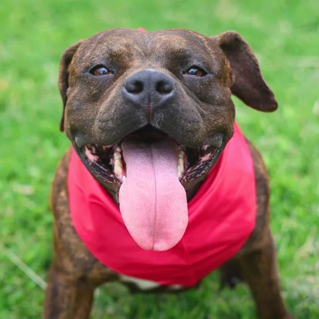 An adult medium-sized female American Staffordshire Terrier dog named Maisie for adoption in San Antonio, TX