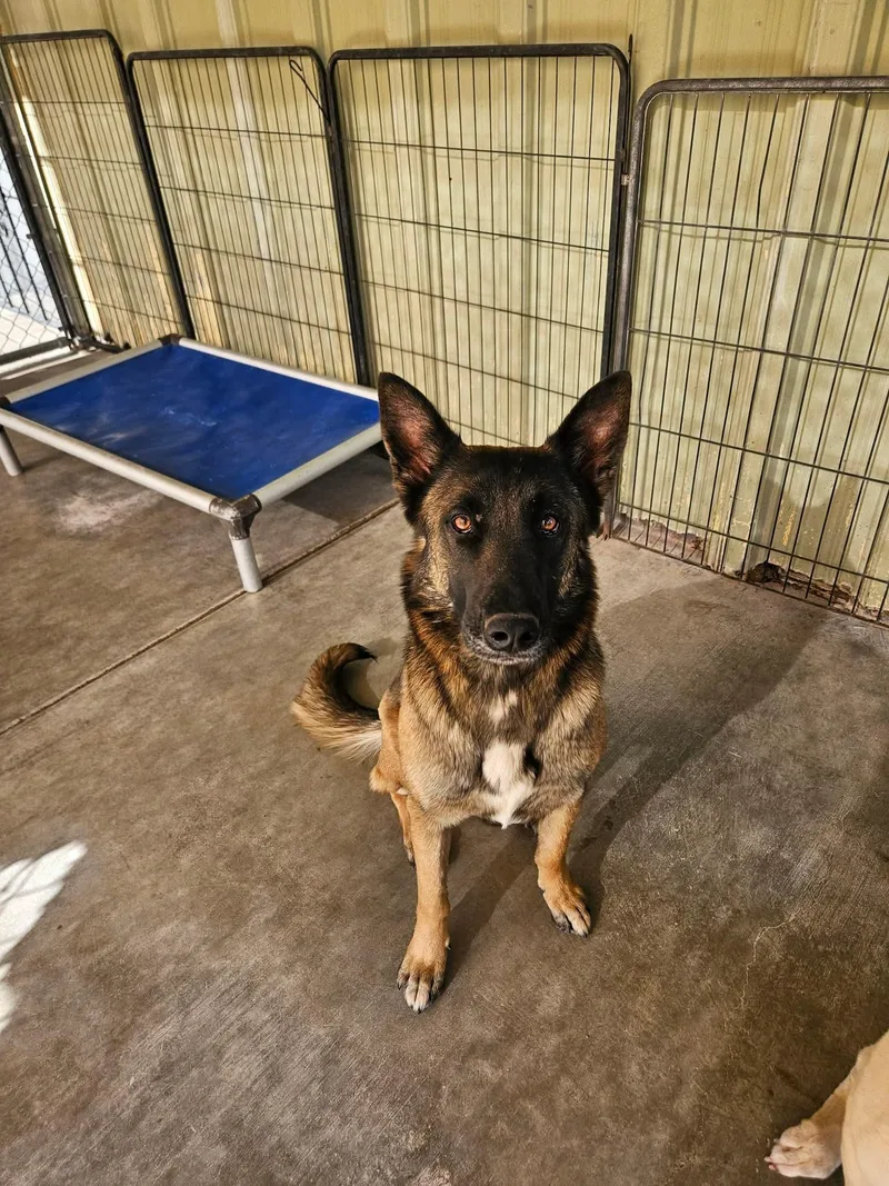 A young large-sized female Belgian Shepherd / Malinois dog named Hazel for adoption in El Centro, CA