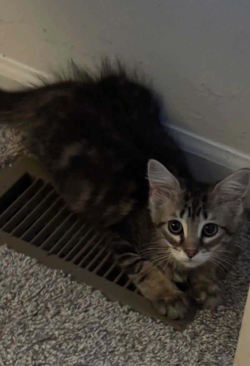 Bijou thumbnail 2