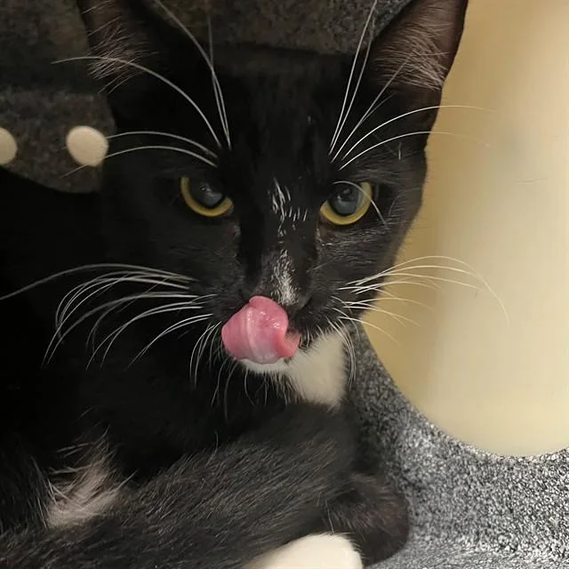 A young small-sized female Domestic Short Hair cat named Skylar for adoption in Naples, FL