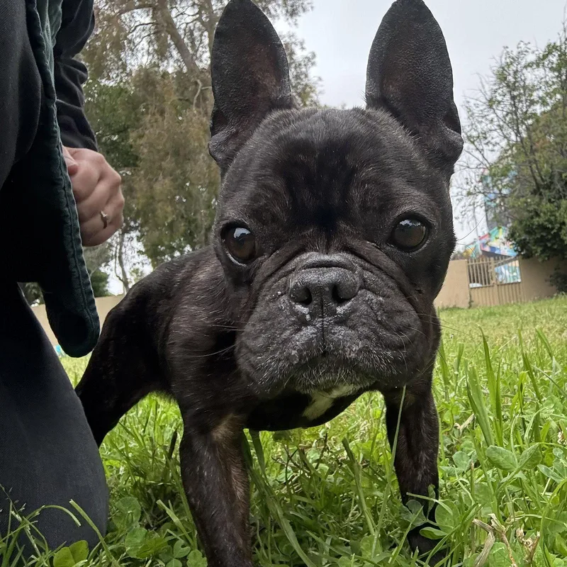 Gertie thumbnail 2