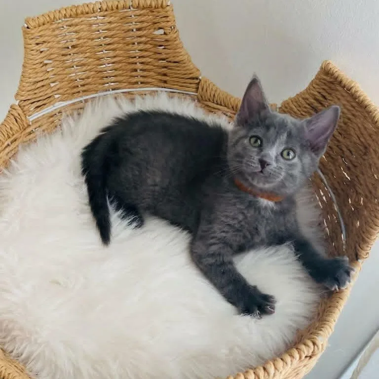 A baby medium-sized female Gray / Blue / Silver Domestic Short Hair cat named Eevie for adoption in Martinsville, IN