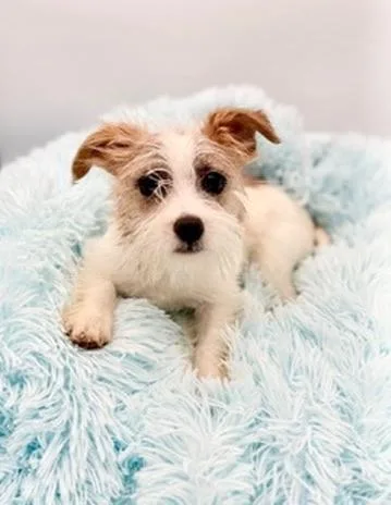 Squirtle thumbnail 2