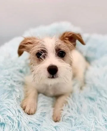 A baby small-sized male Apricot / Beige Yorkshire Terrier dog named Squirtle for adoption in Covington, LA