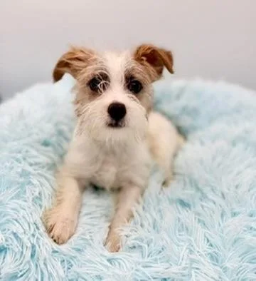 Squirtle thumbnail 3