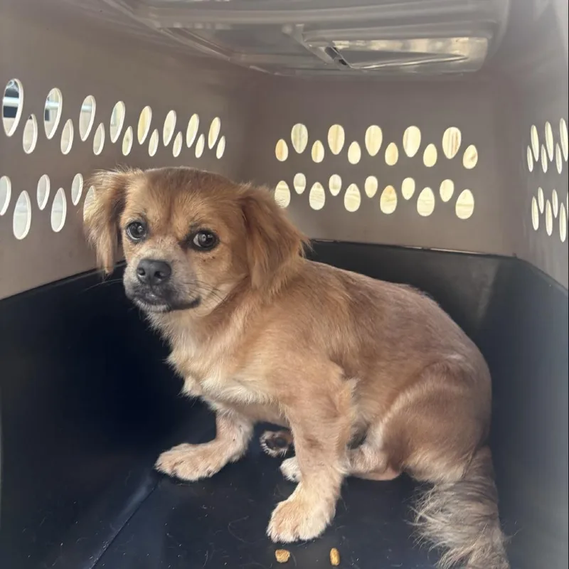 A young small-sized male Apricot / Beige Mixed Breed dog named McBean for adoption in Freeport, FL