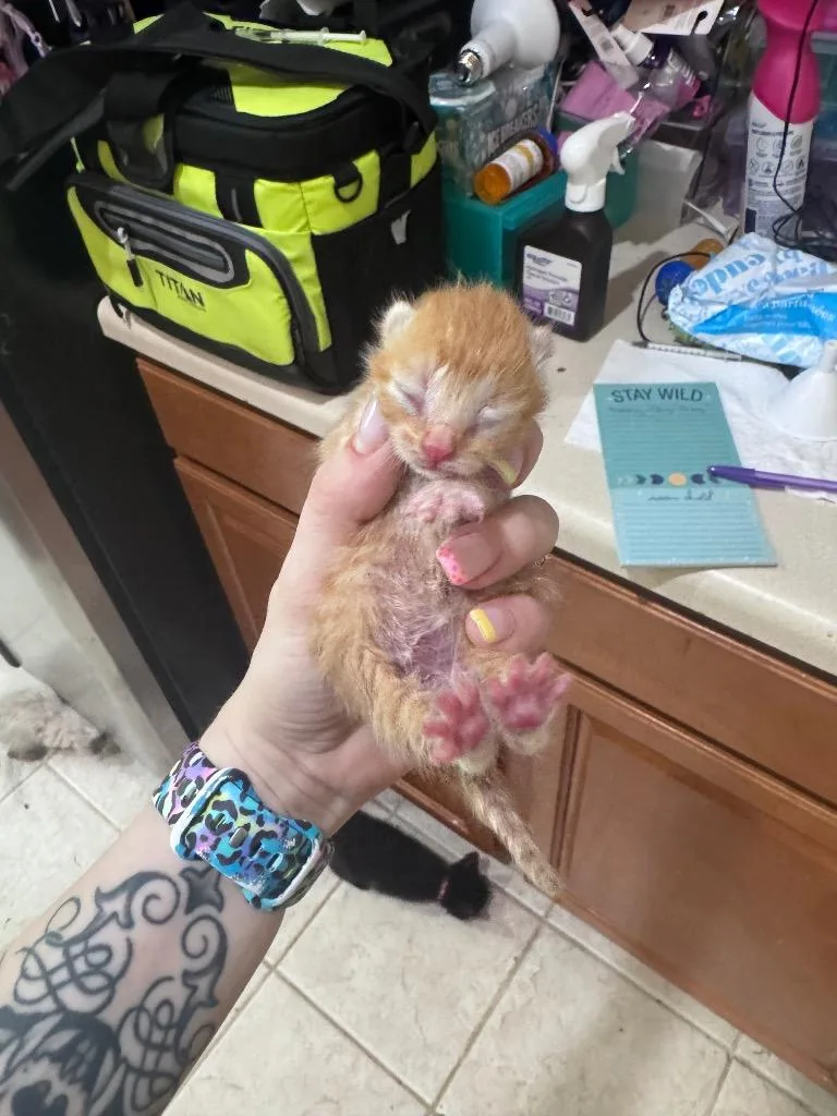 A baby medium-sized male Domestic Short Hair cat named Dorito for adoption in Johnson City, TN