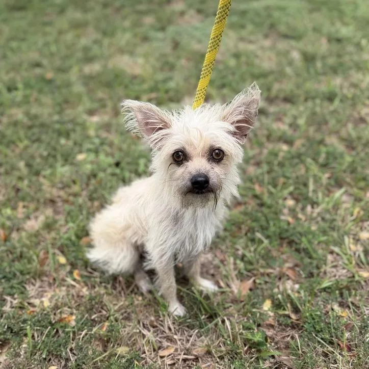 An adult small-sized male White / Cream Yorkshire Terrier dog named Melvin for adoption in Carencro, LA