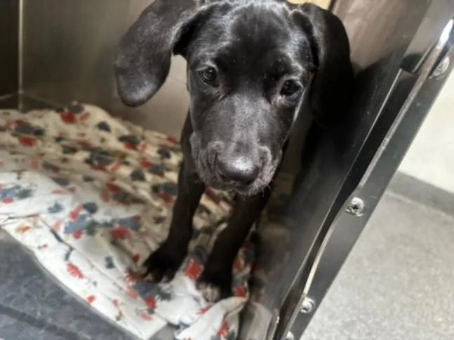 A baby medium-sized female Pit Bull Terrier dog named Peyton for adoption in Los Angeles, CA