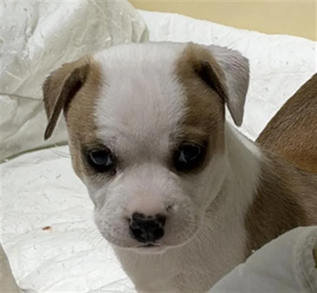 A baby small-sized female White / Cream Pit Bull Terrier dog named Rosemary  Urgent for adoption in Thousand Oaks, CA