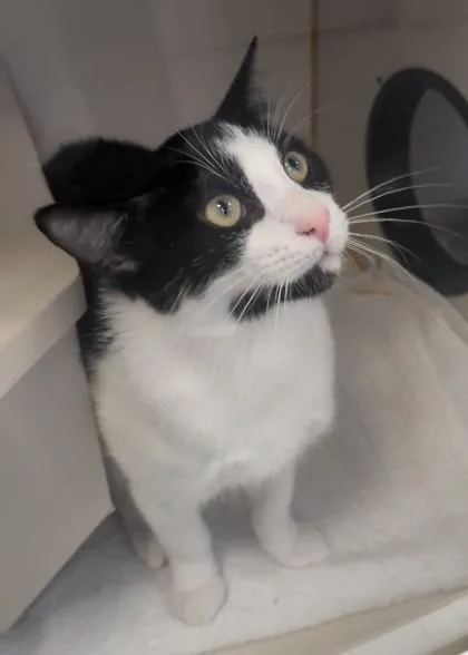 A baby small-sized male Domestic Short Hair cat named Buddy for adoption in Fairfax, VA