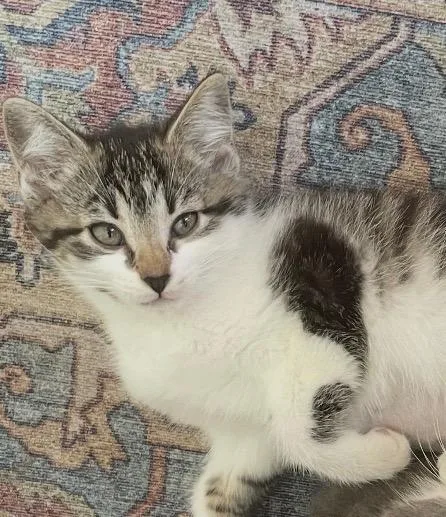 A baby medium-sized female Domestic Short Hair cat named Gabriella for adoption in Wintersville, OH