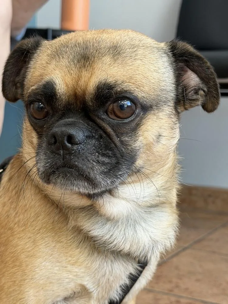 An adult small-sized male Pug dog named Kobe for adoption in Carrollton, VA