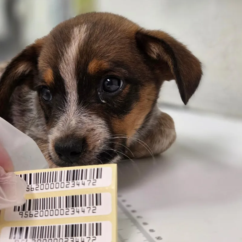 A baby small-sized male Brown / Chocolate Mixed Breed dog named Chris for adoption in Charleston, WV