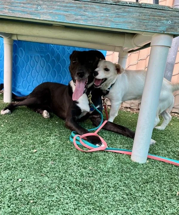 A young large-sized female Labrador Retriever dog named Marcy for adoption in Escondido, CA