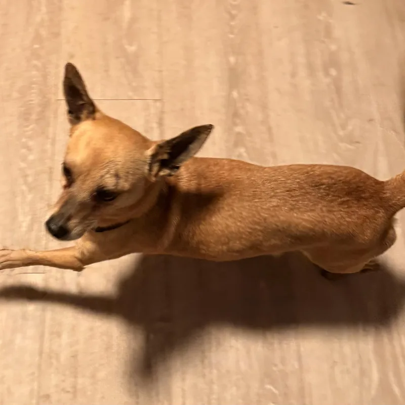 An adult small-sized male Apricot / Beige Chihuahua dog named Bart for adoption in Charlotte, NC