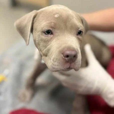A baby medium-sized male Brown / Chocolate Mixed Breed dog named Ace for adoption in Jacksonville, FL