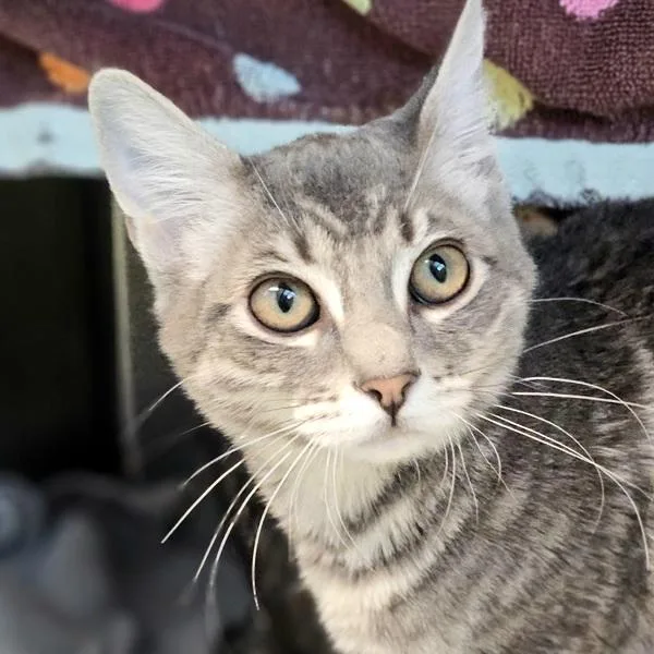 A baby medium-sized female Domestic Short Hair cat named Citrine for adoption in Dublin, CA