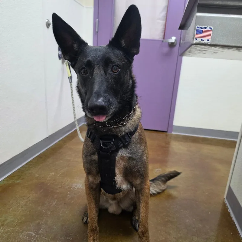 An adult large-sized male Belgian Shepherd / Malinois dog named Henry for adoption in Albuquerque, NM