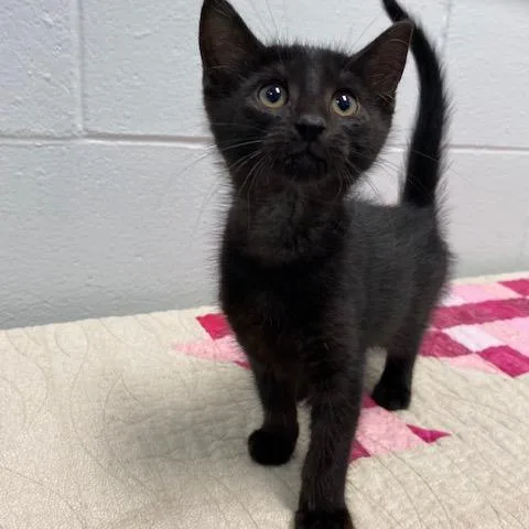 A baby small-sized female Black Domestic Short Hair cat named Nilla for adoption in Dayton, OH