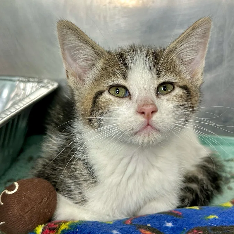 A baby small-sized male Brown / Chocolate Domestic Short Hair cat named Cloud for adoption in Matteson, IL